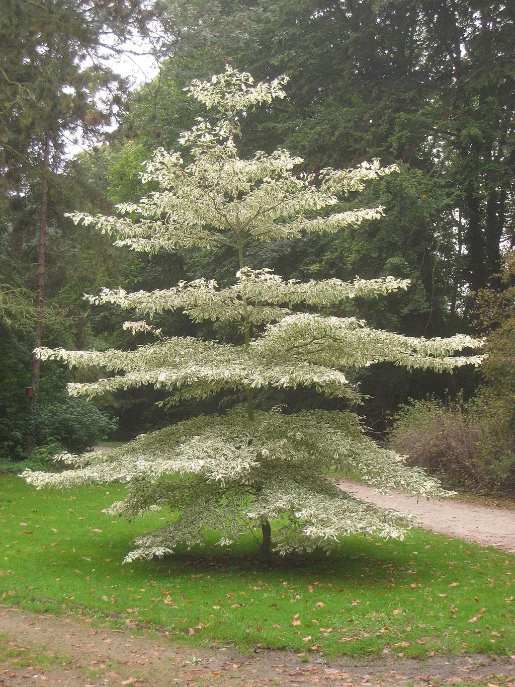 cake dogwood: information for growing a giant dogwood tree