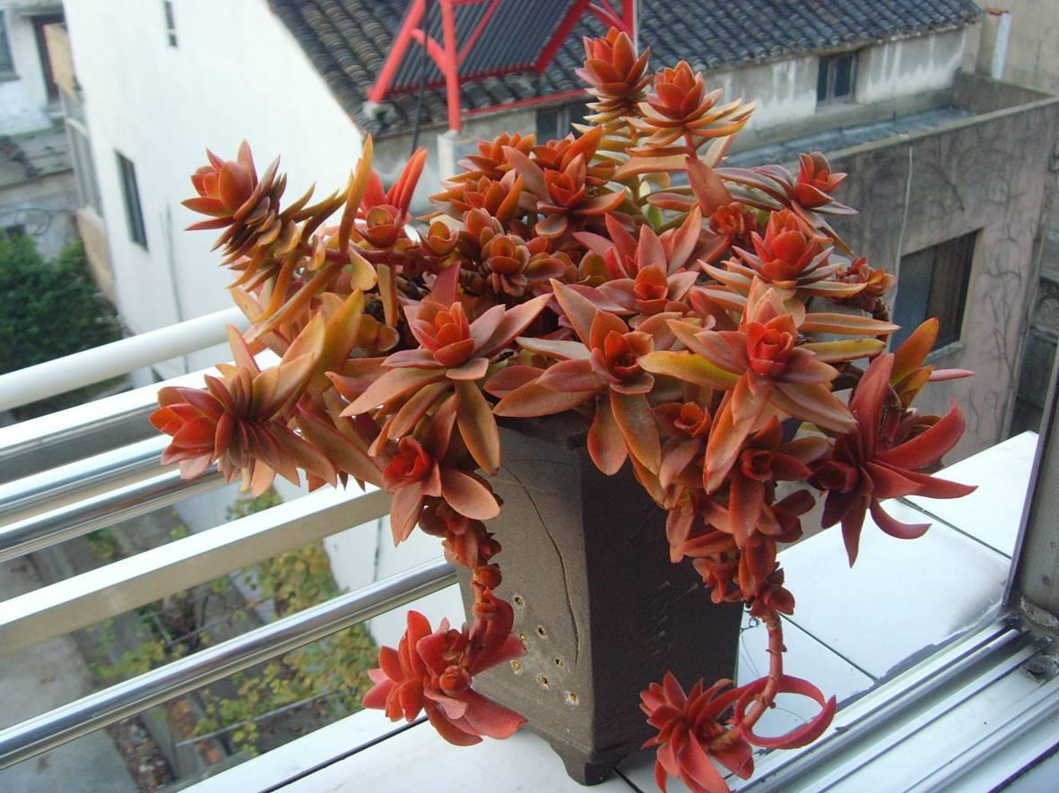 火祭开花#火祭的花朵呈聚伞状花序生长,花开为白色,纯净怡人.