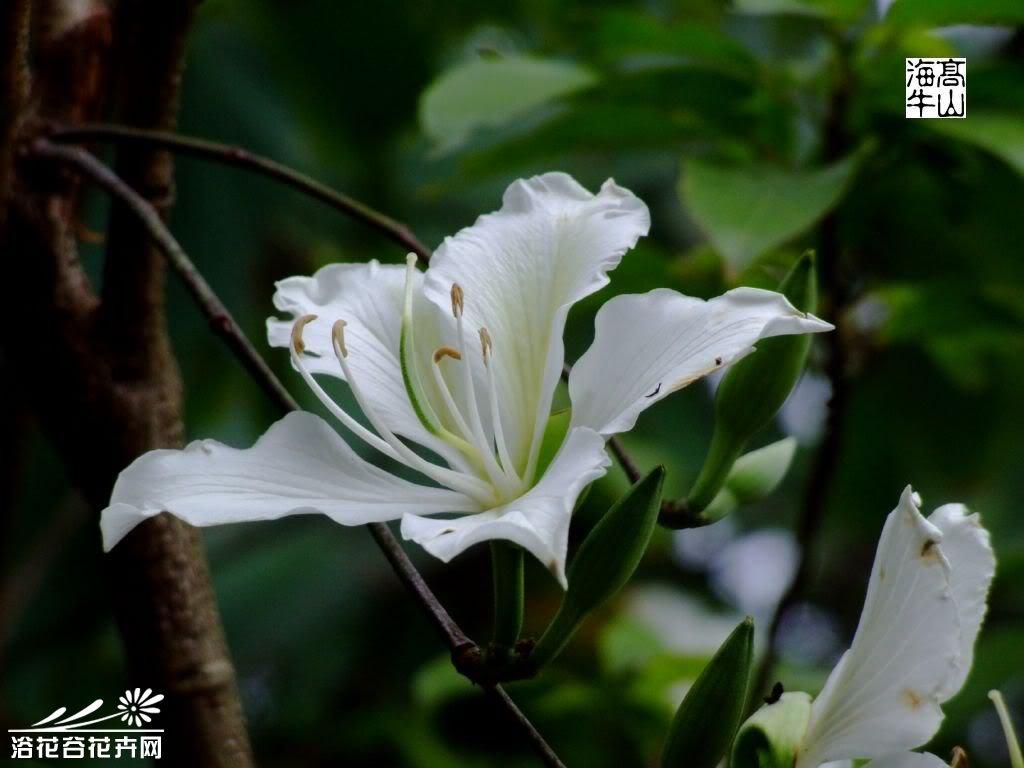 矮白花羊蹄甲图片