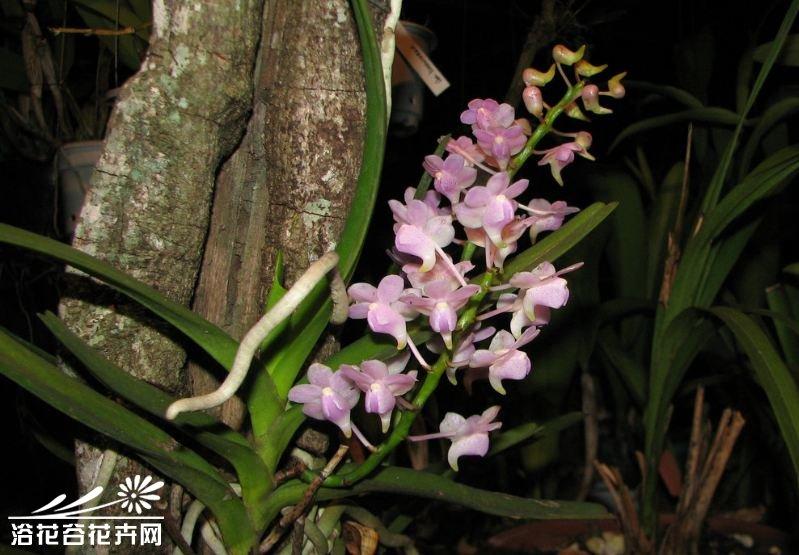 香花指甲兰图片