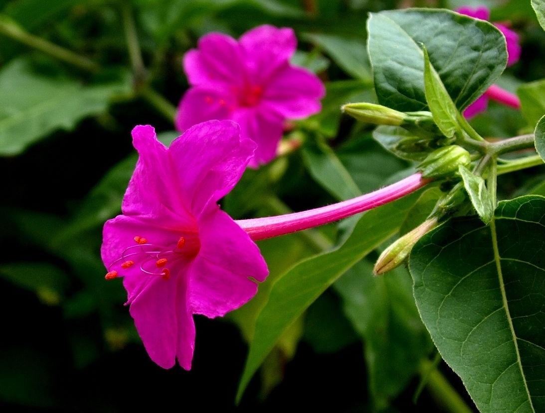 紫茉莉什么时候开花