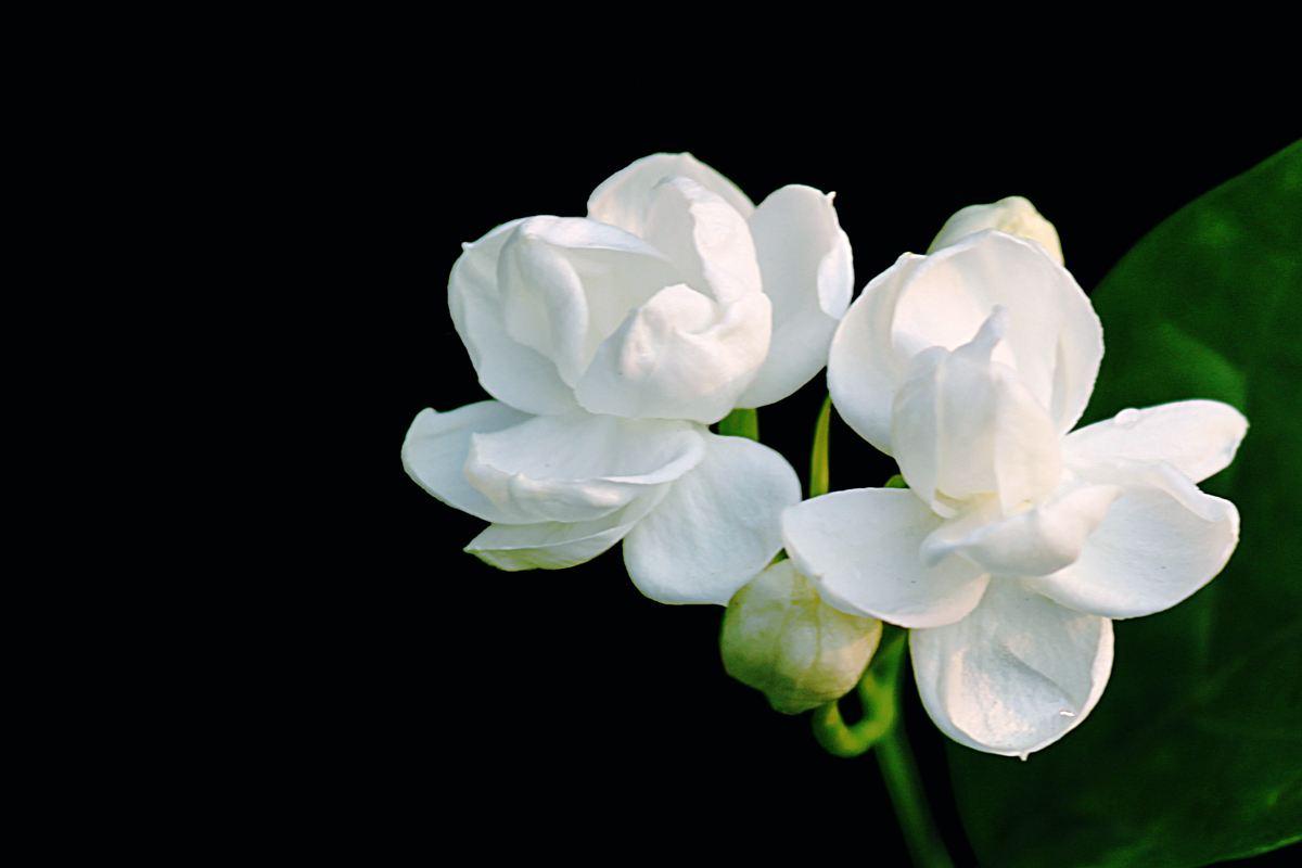 茉莉花叶片干青是怎么回事