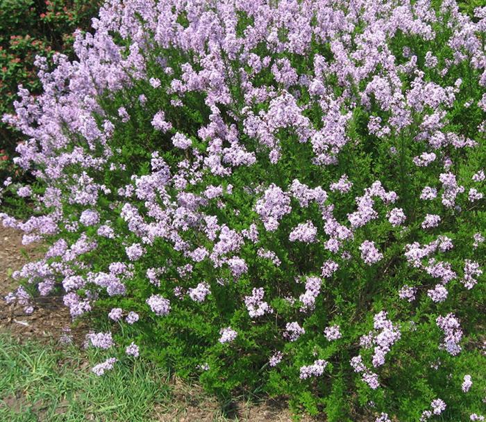 公丁香和母丁香的区别#公丁香公丁香就是指丁香的花蕾,常用于入药.