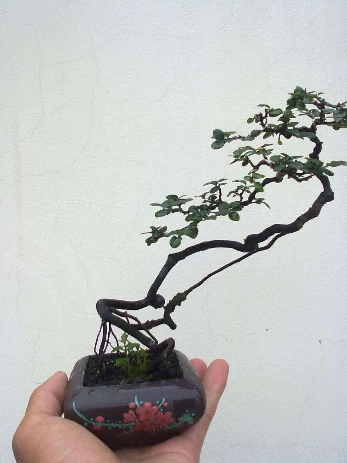 金弹子应注意的十三个实践问题