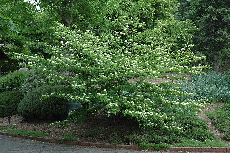 pagoda dogwood care: learn about growing pagoda dogwood trees