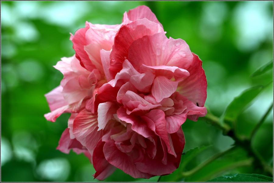 芙蓉花图片欣赏