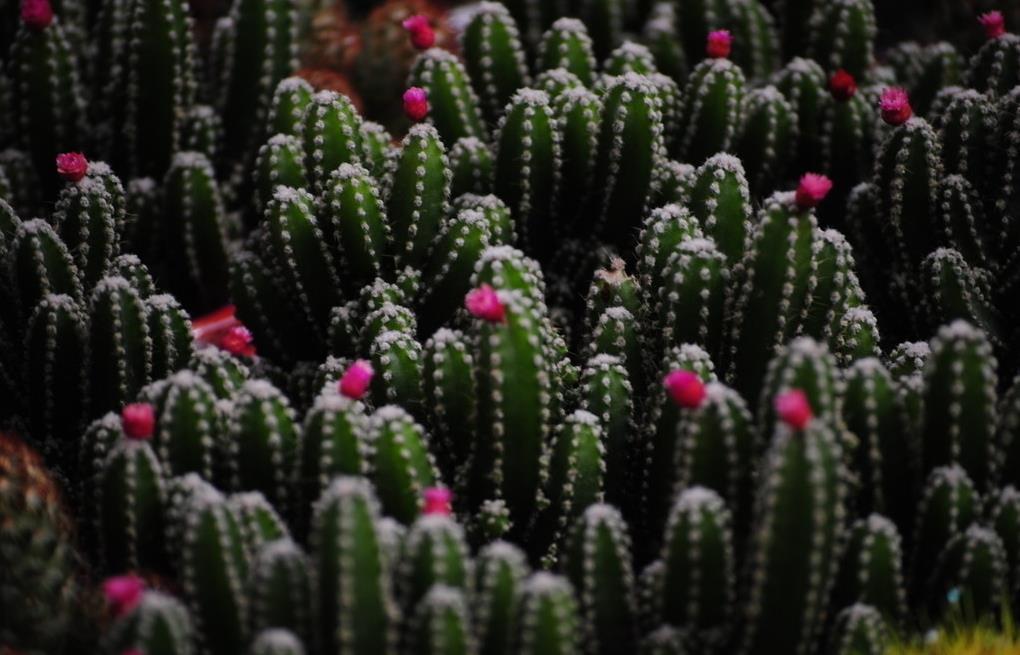 虽然#金手指 会开花