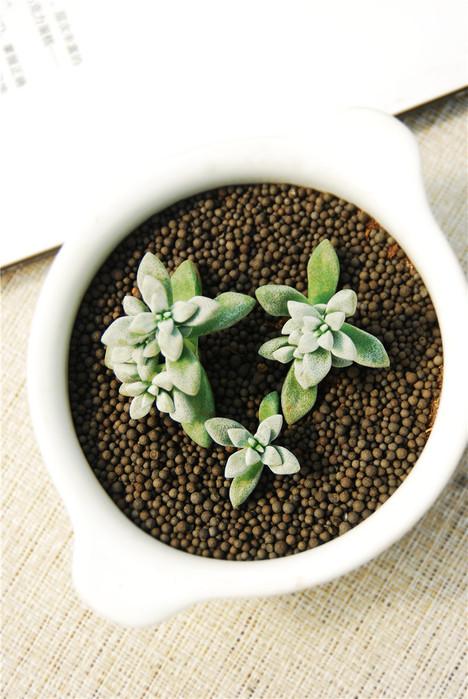 多肉植物白鹭怎么养