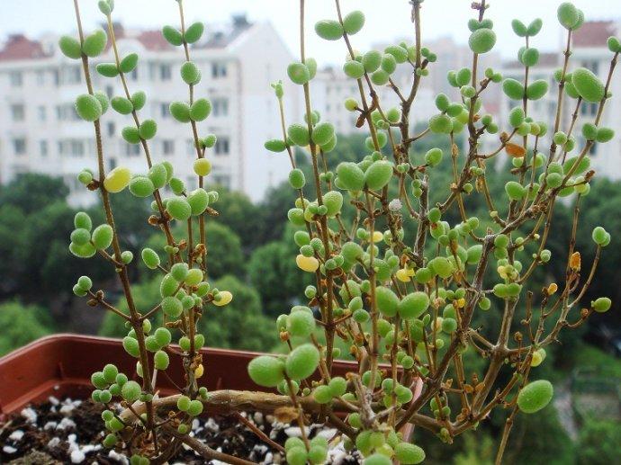 枝干番杏的品种简介
