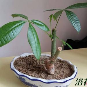 发财树繁殖方法主要有两种播种和扦插,本文则是发财树扦插繁殖方法