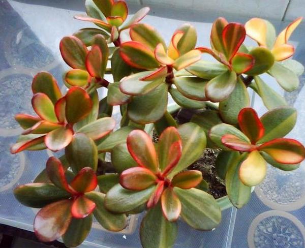 花月锦冬夏养护技巧