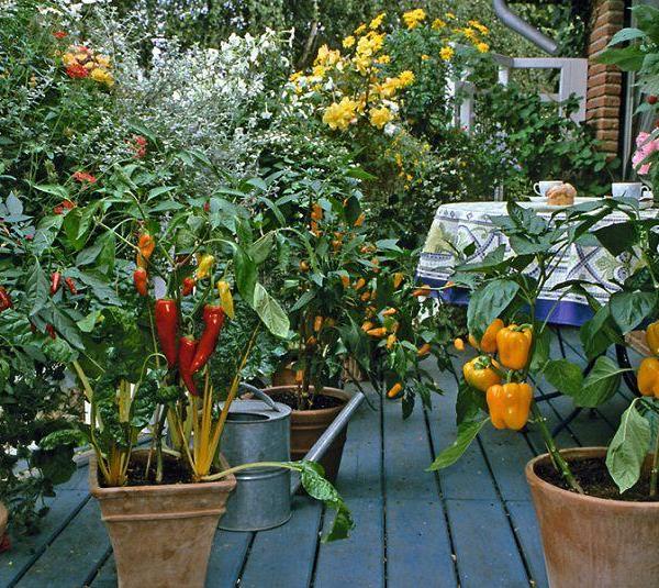 how to add boron to the vegetable garden