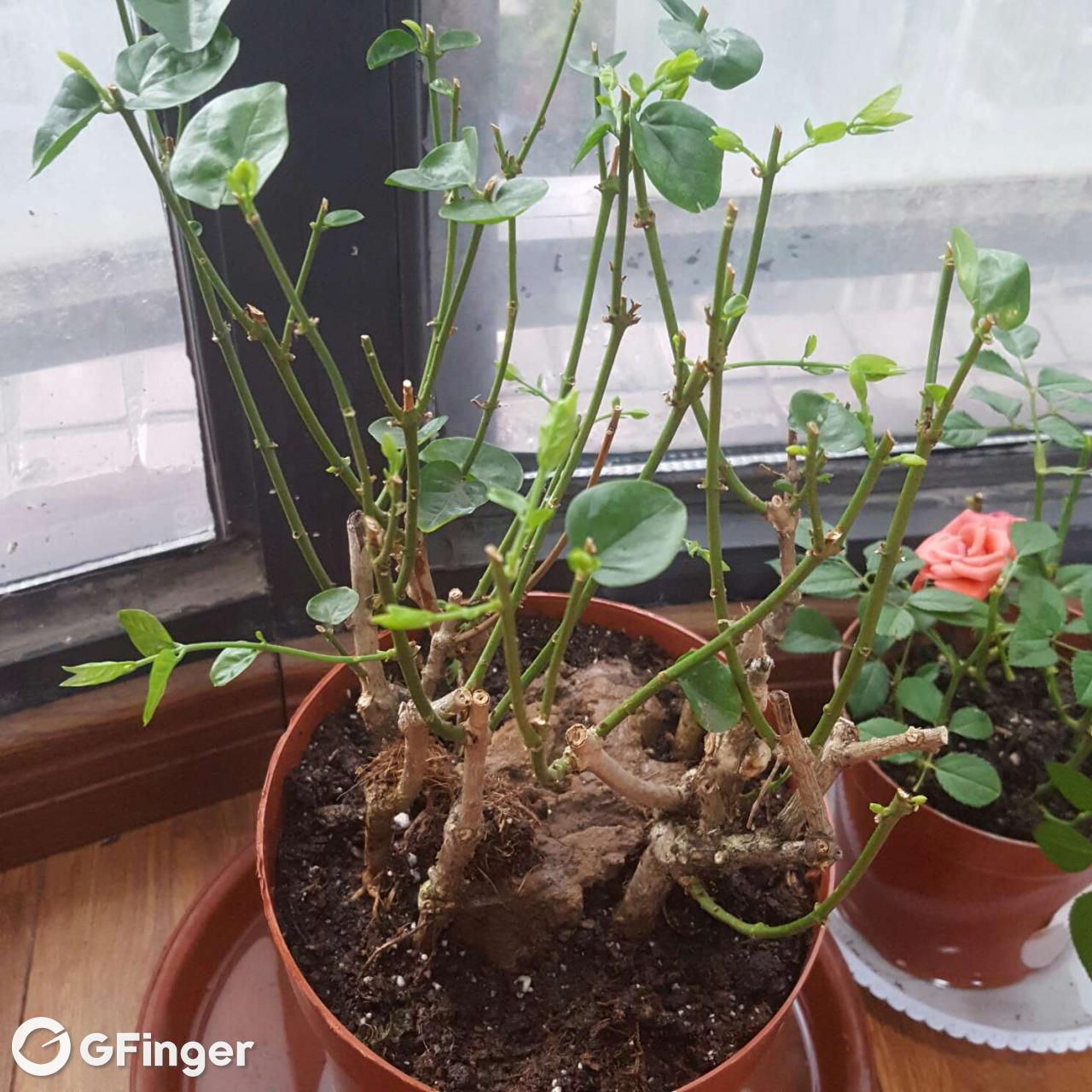 茉莉出芽也太随心所欲了吧.