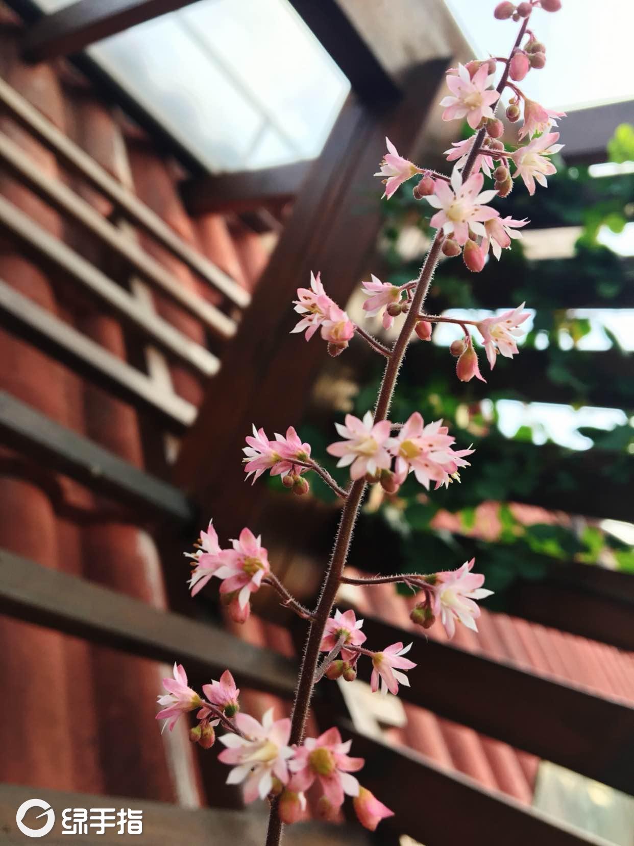 矾根花