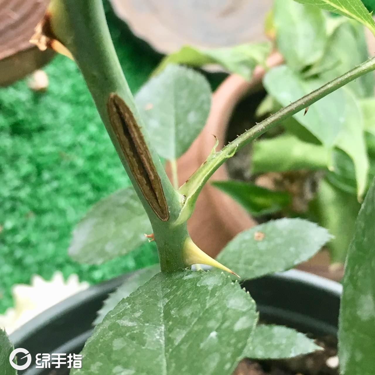 一什么枝条(一什么枝条量词)