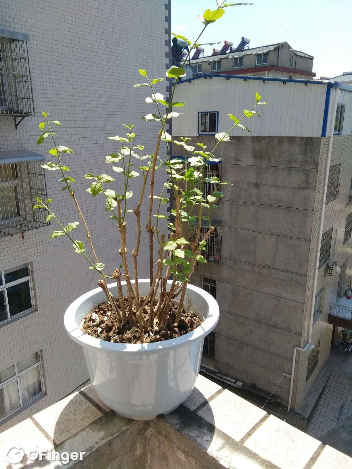 怎么我的茉莉还在发芽别人的茉莉都在开花了