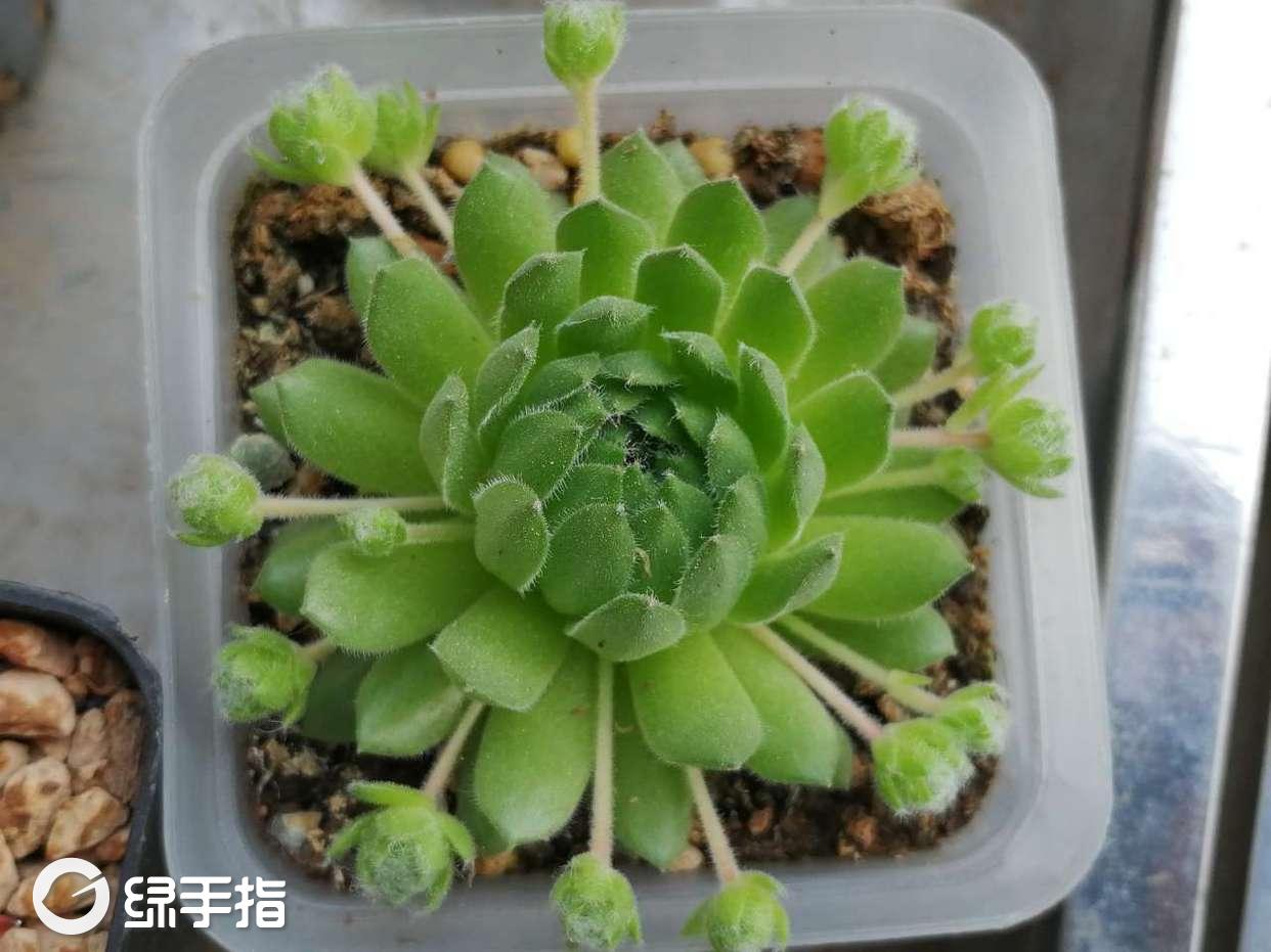 草莓卷娟