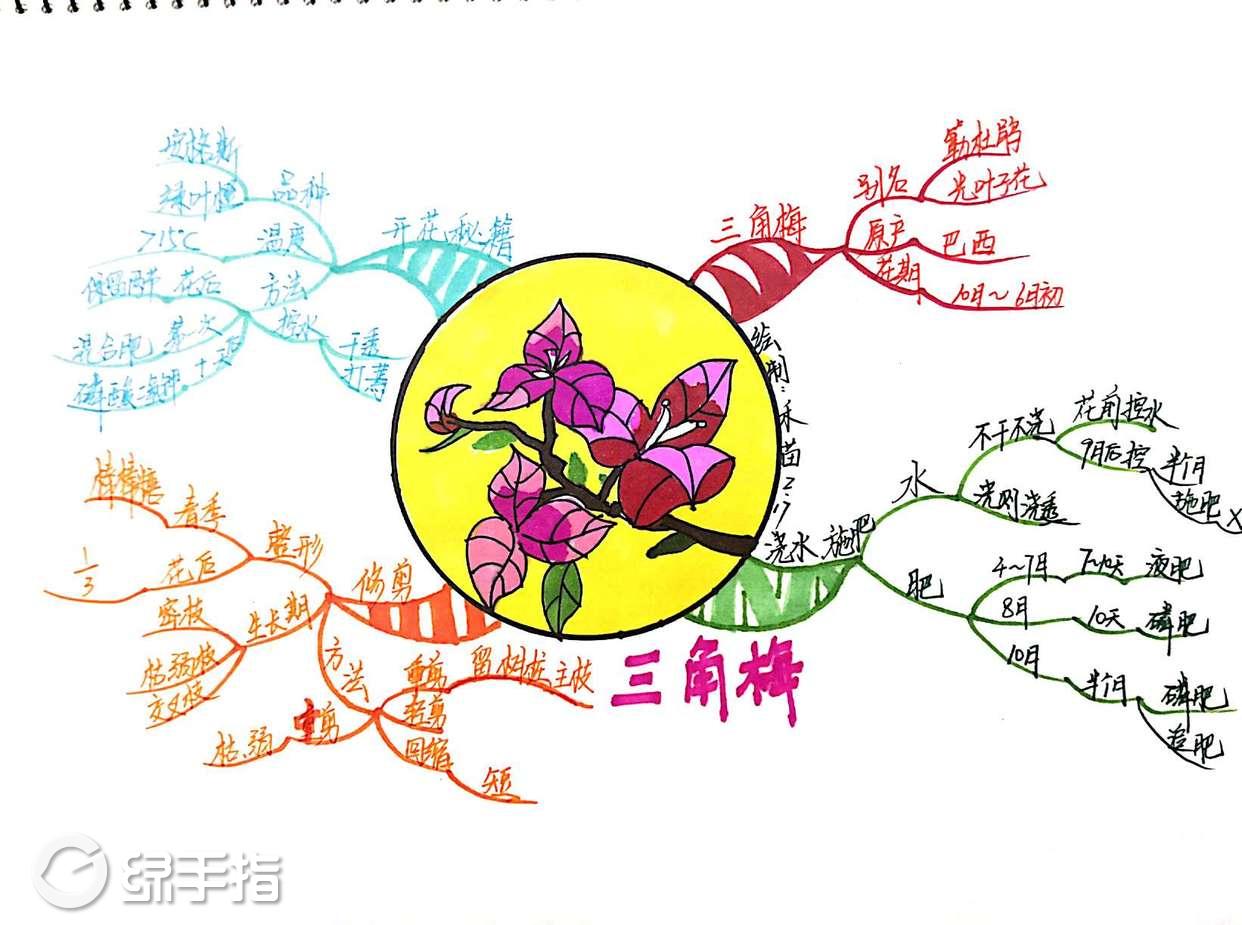 学了一下午怎么种我的花.画张思维导图纪念一下!希望能养好一点!