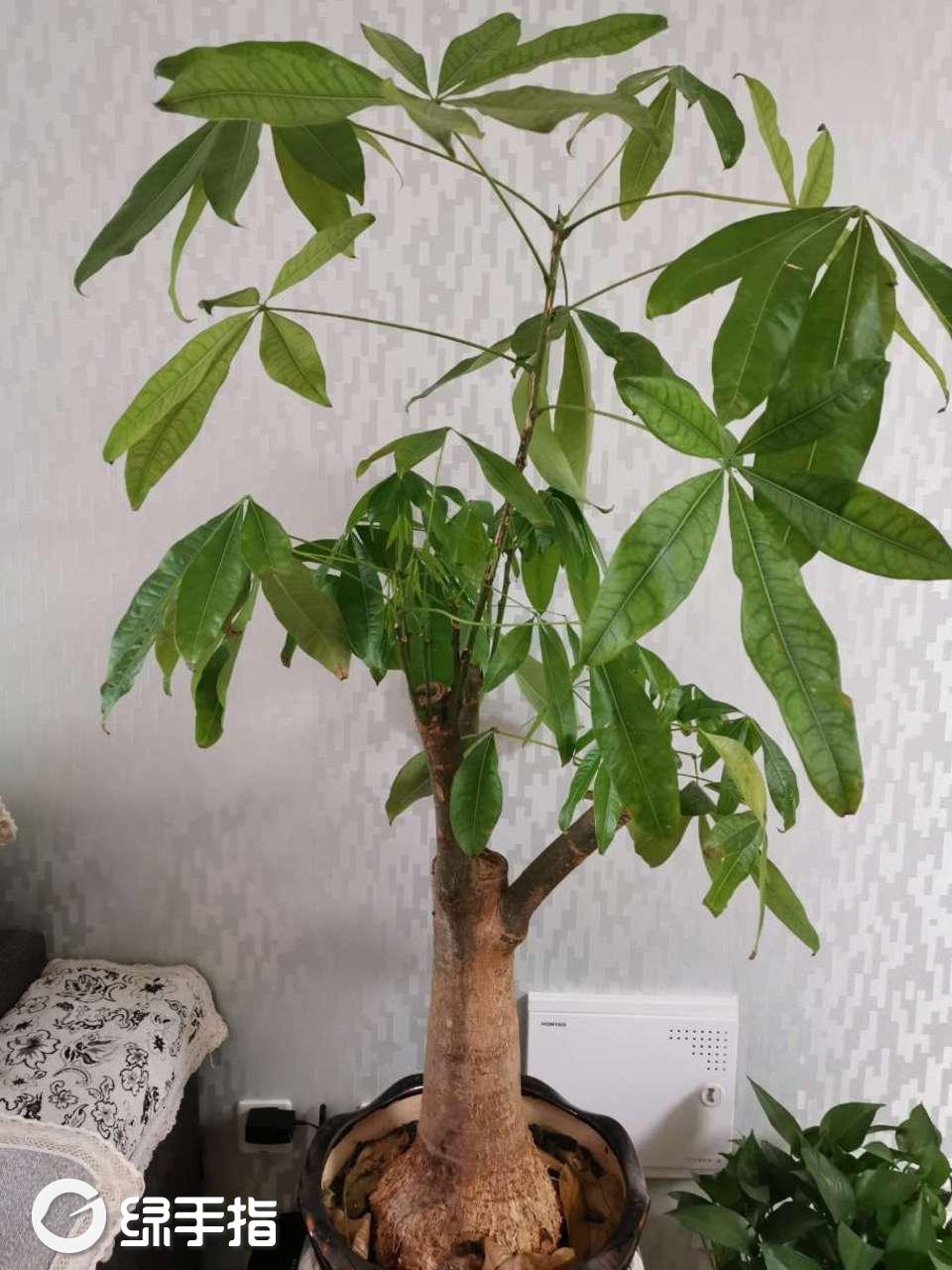 发财树叶子上分泌粘液怎么回事?不知道得了什么病,希望好心人帮帮忙