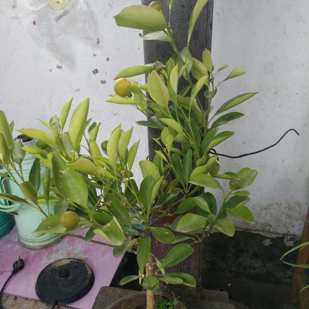 0 0 龙鹰 植物经验 花相册 (1) 龙鹰 04月21日 推荐干货 金桔盆景图片