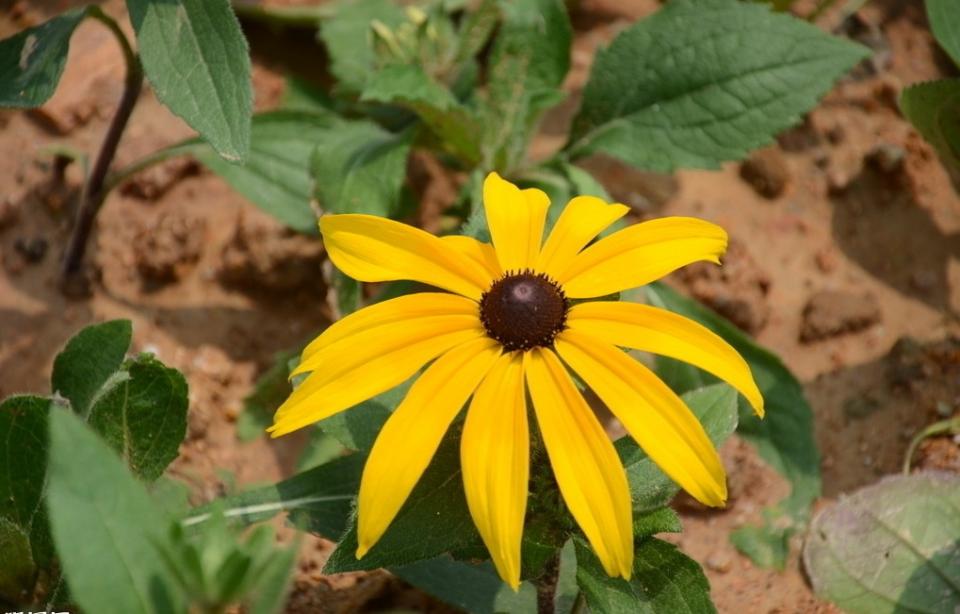 名称: #黑心金光菊 英文名称:rudbeckia hirta 别名:黑心菊,黑眼菊