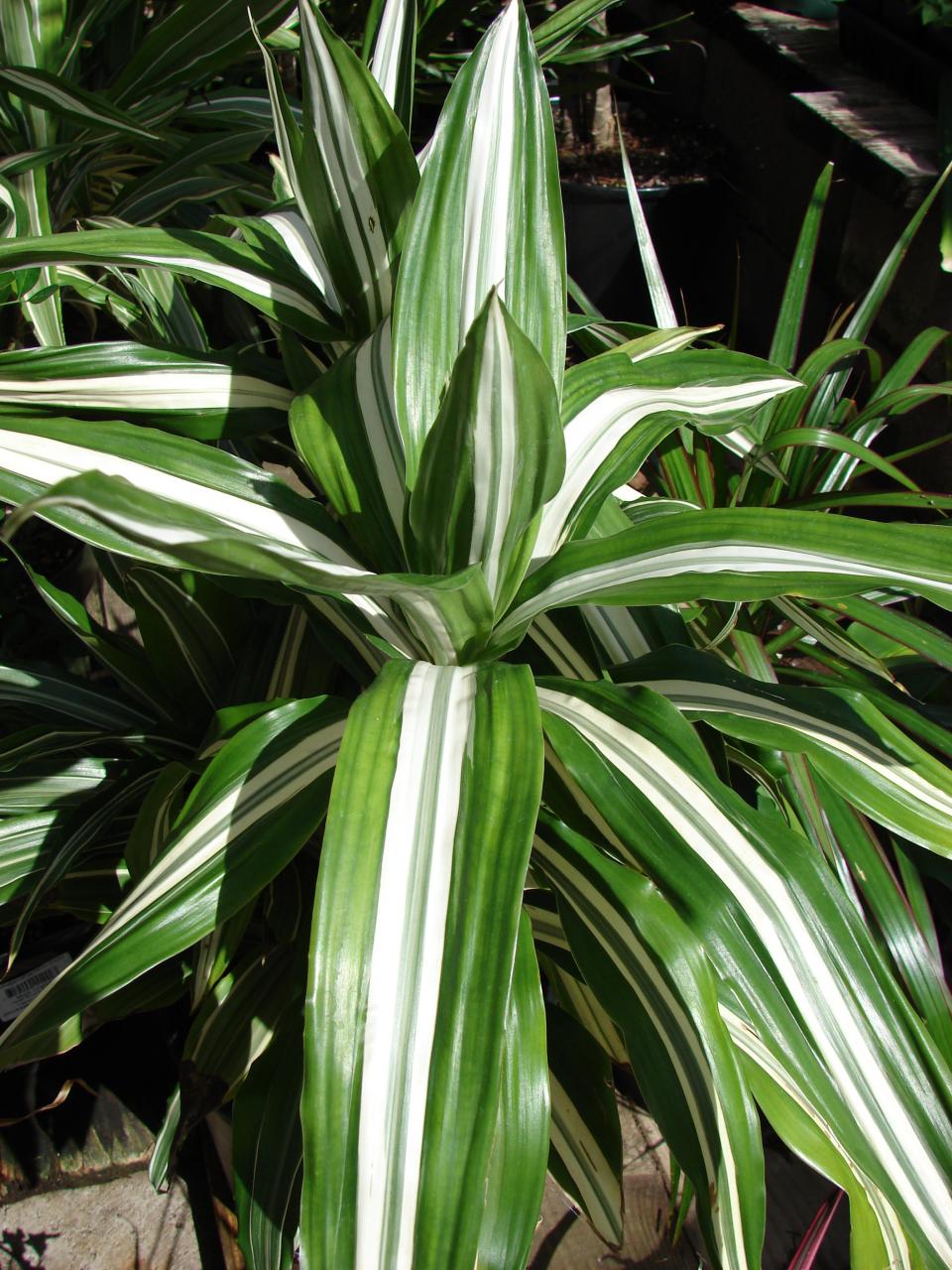 warneckii" 别名:银线龙血树,银线龙血树科: #龙舌兰科 属: #龙血树属