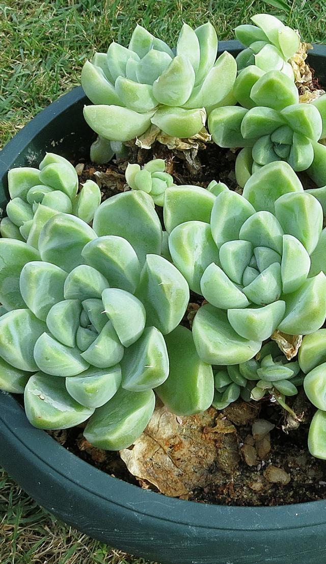 多肉百科的厚叶月影的养殖方法,厚叶