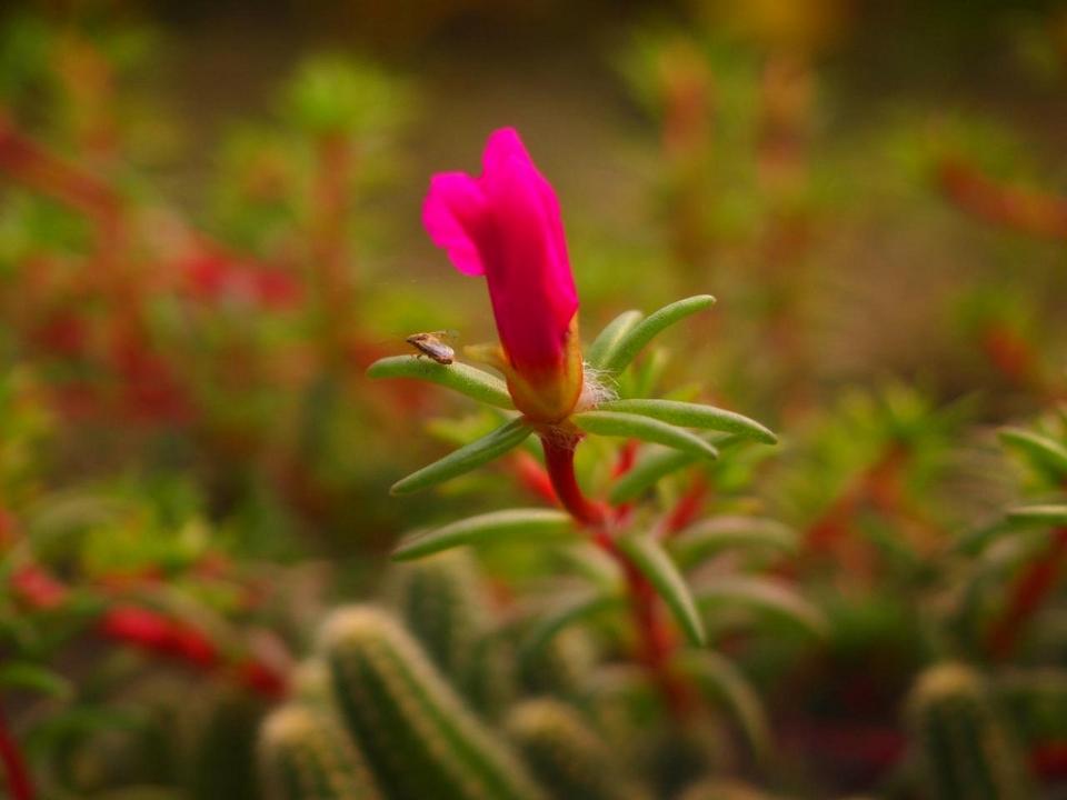 百科详情-绿手指-最专业的养花app