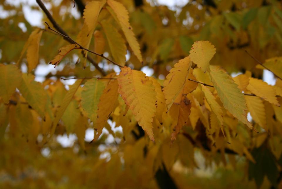 名称: #榉树 英文名称:zelkova serrata 别名:榉树,光叶榉,鸡油树,光