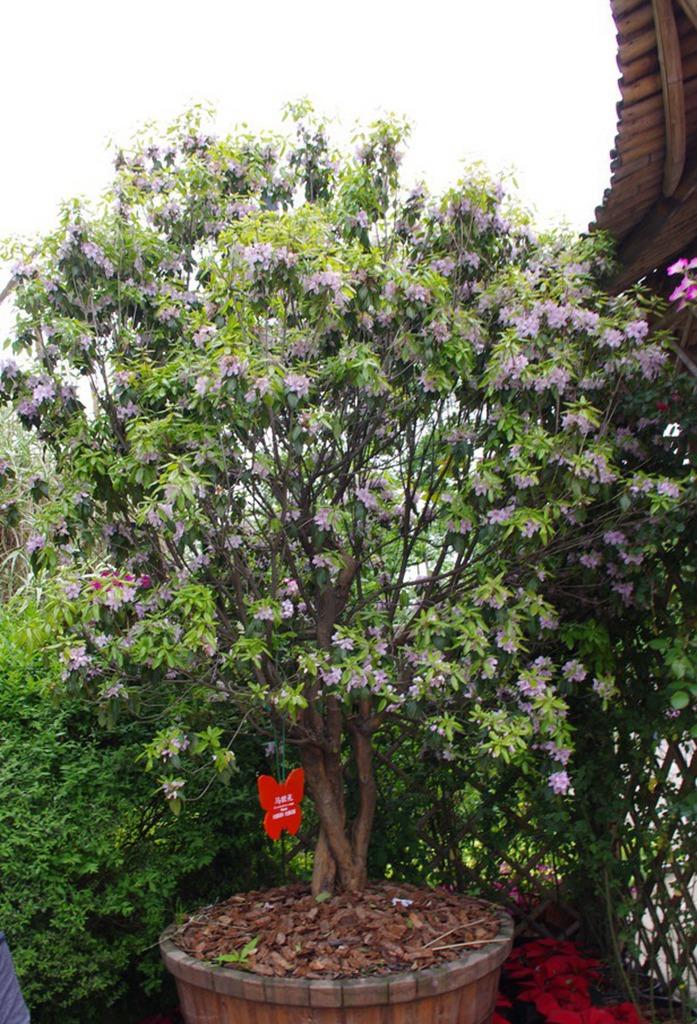 马银花