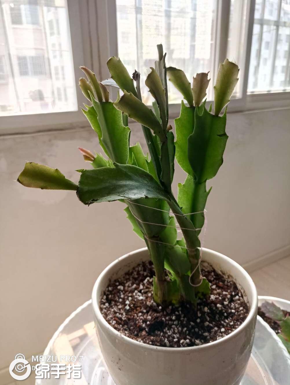 蟹爪兰大叶白