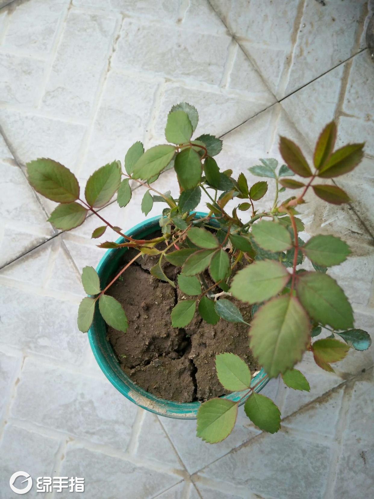 月季(夏洛特夫人)