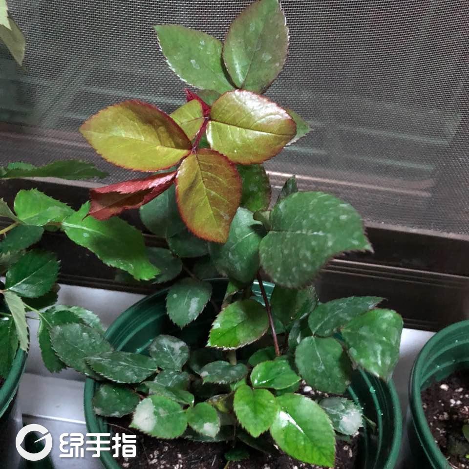 月季