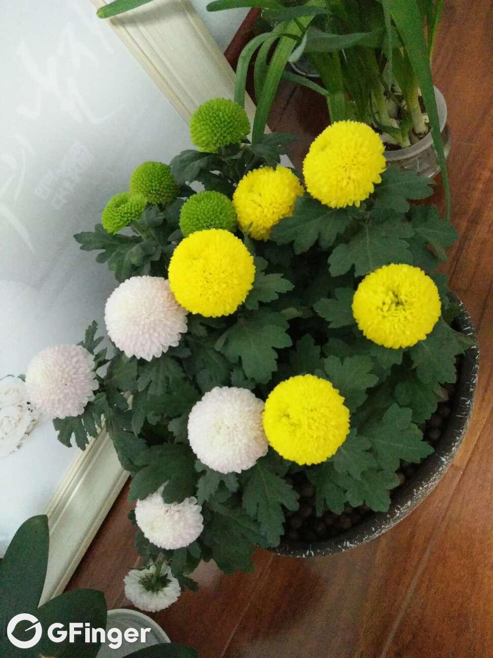 虢七仔的乒乓菊的养殖方法,乒乓菊的