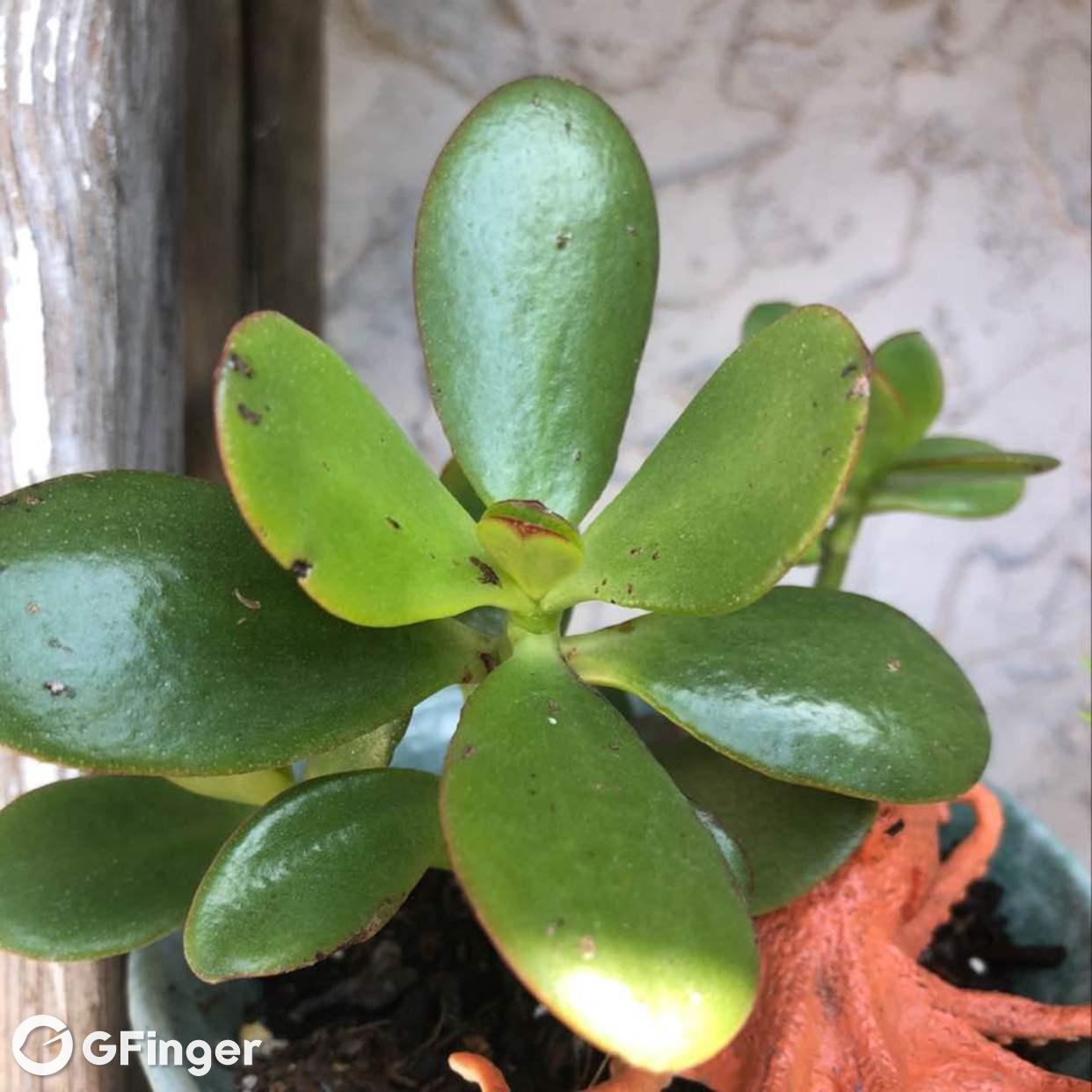 jade plant怎么养?katf的jade plant的养殖方法,jade
