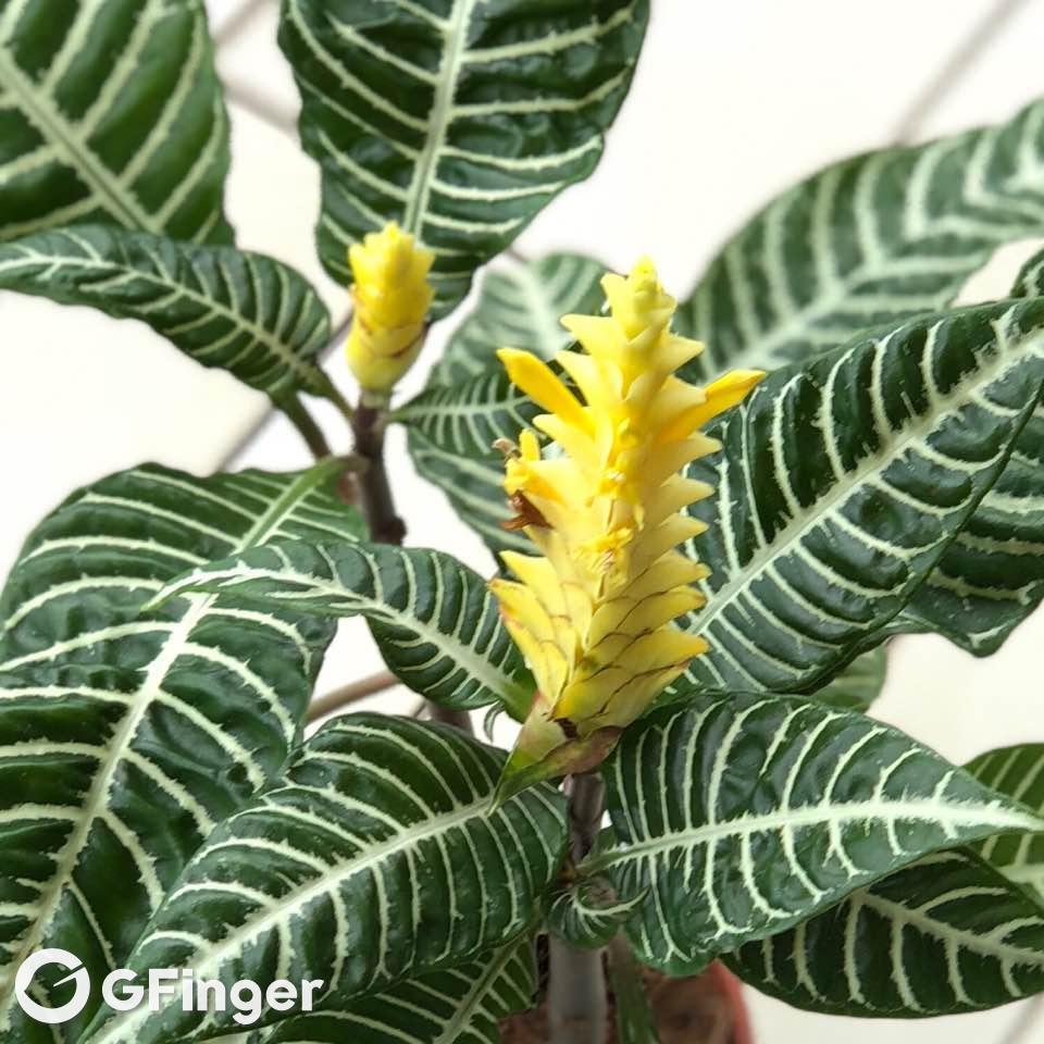 7015aphelandra squarrosa (zebra plant)怎么养?