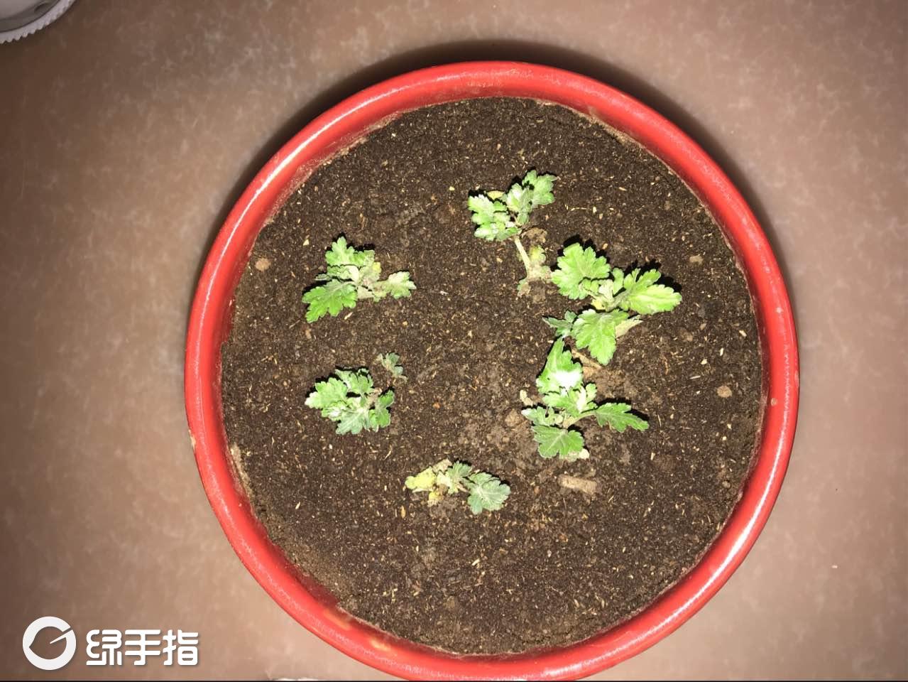 我新添加了一棵"菊花"到我的"花园"