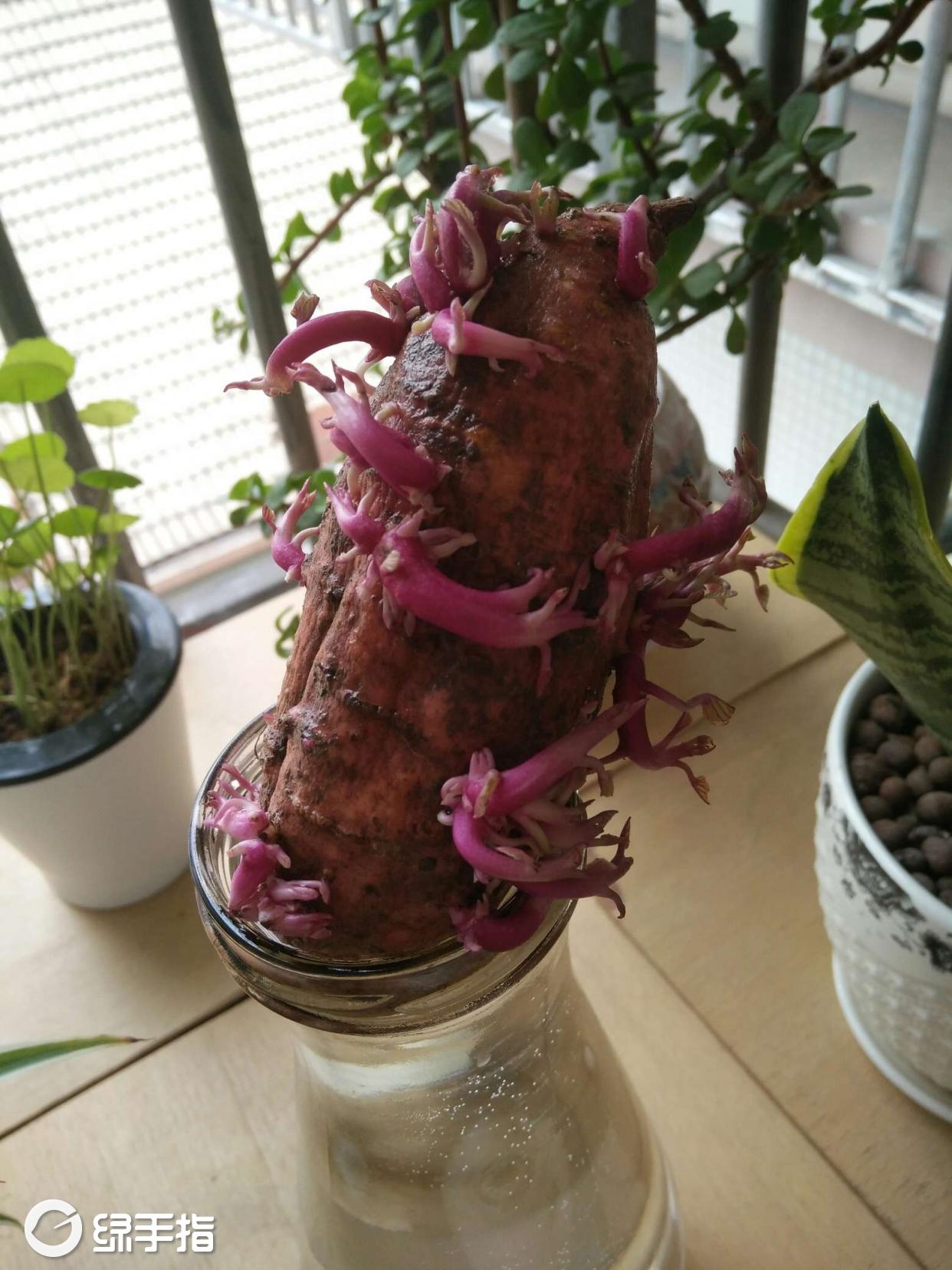 伊人在水的水培红薯的养殖方法,水培