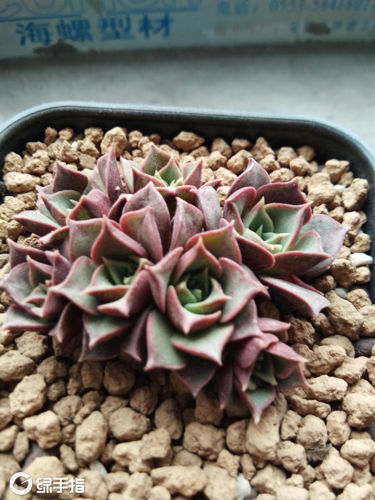 暗黑系列 澳洲罗西玛