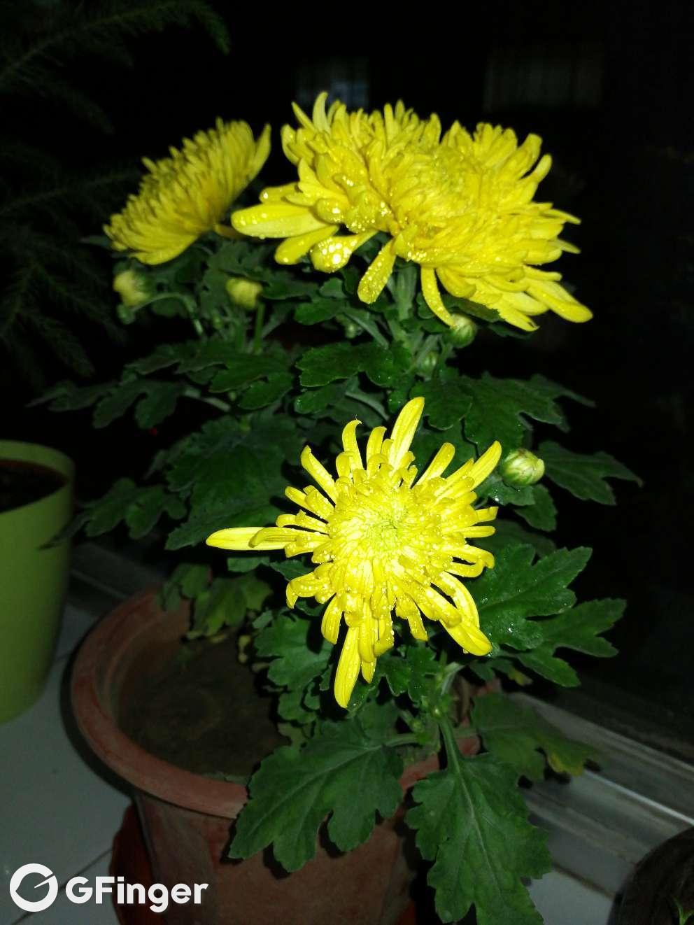 黄菊花