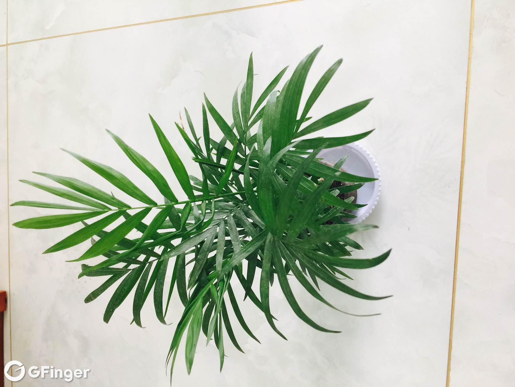 椰子树