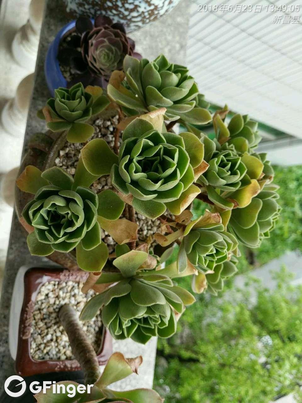 冰绒