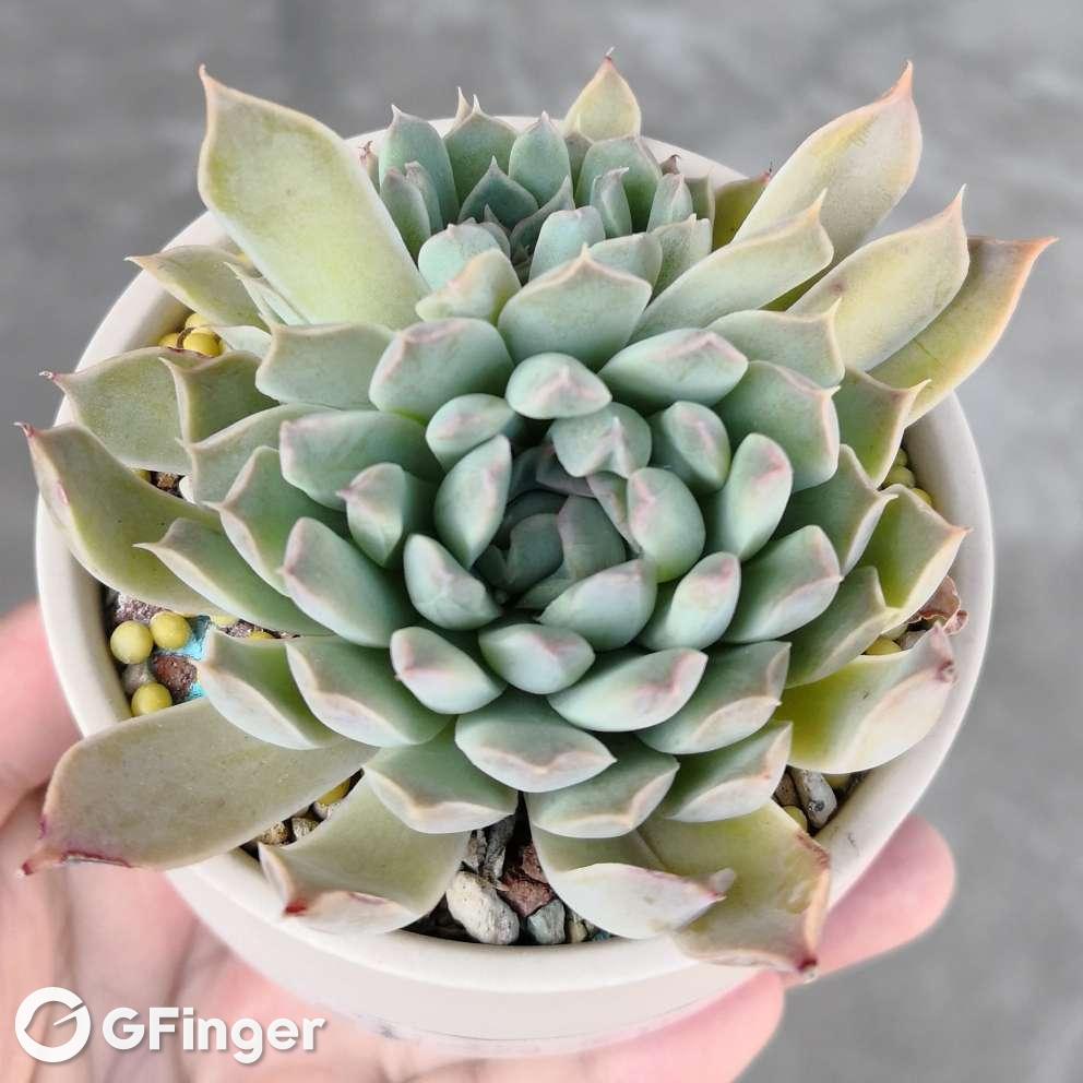 海滨格瑞