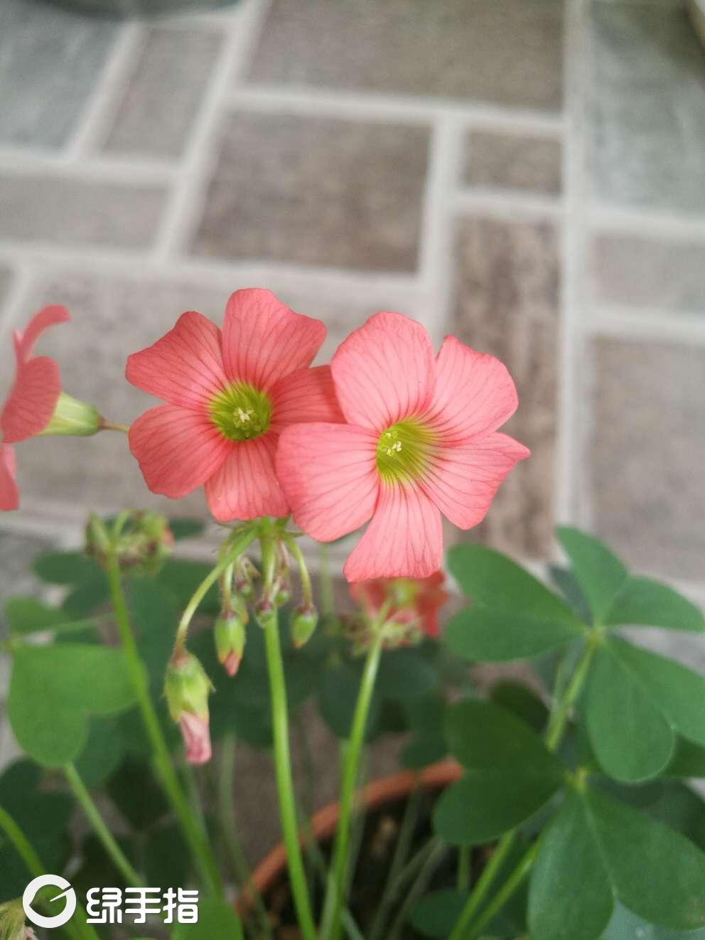 酢浆草 小橘饼怎么养?