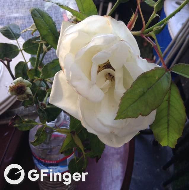 white iceberg rose bush
