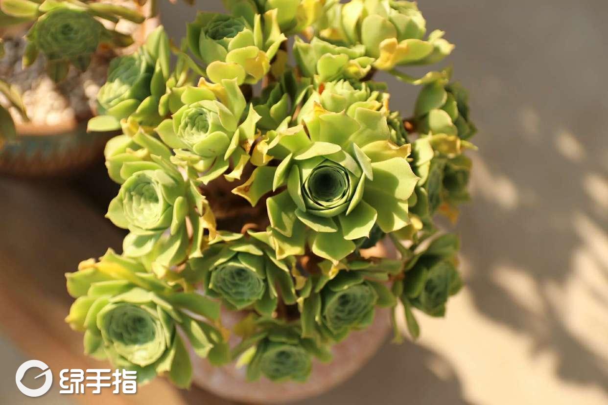 绿羊绒法师黄盆