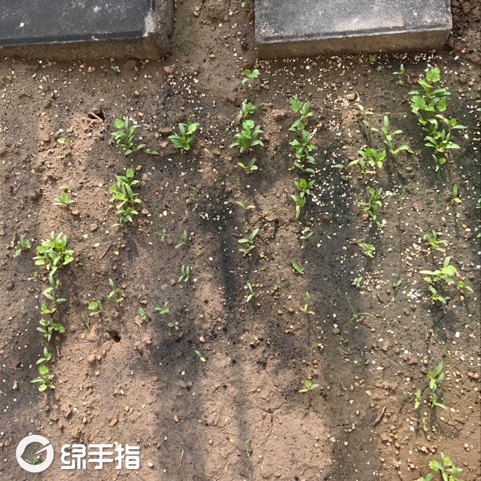 香菜