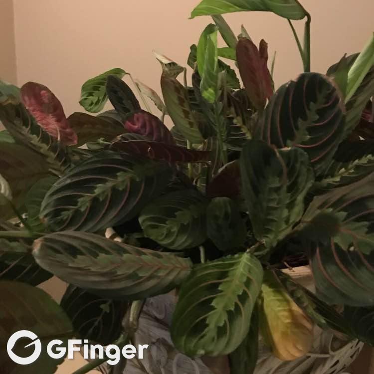 prayer plant怎么养?briellejfreeman的prayer plant