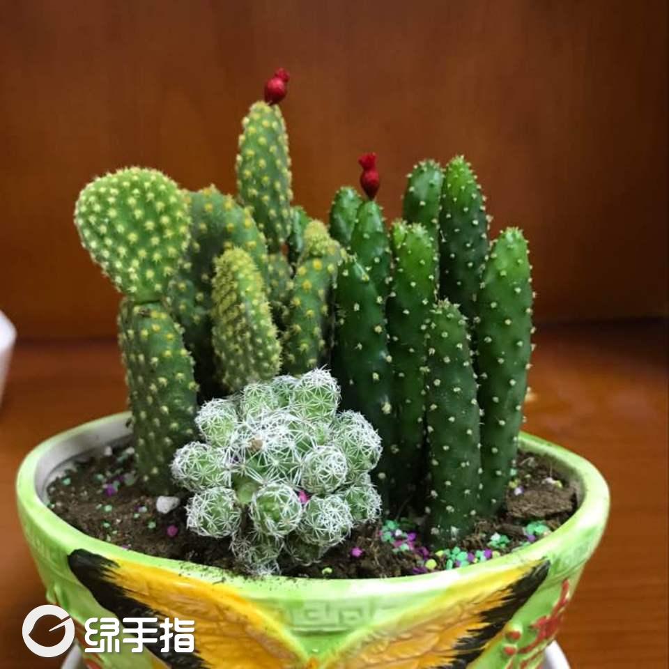我新添加了一棵"仙人球,仙人掌"到我的"花园"