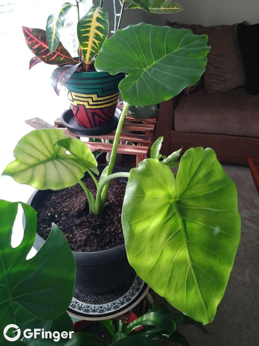 alocasia "elephant ear plant"怎么养?lv2klo的 "  "